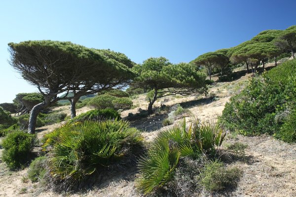 Stone pines and dwarf palms