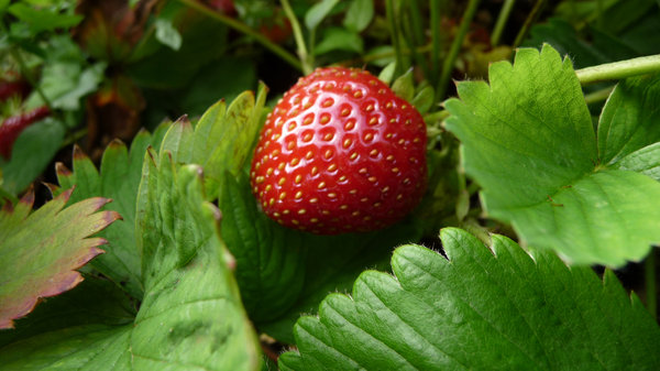 Rich Red Strawberries: Rich red colours of my home grown strawberries