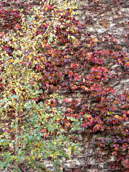 autumn wall colour1