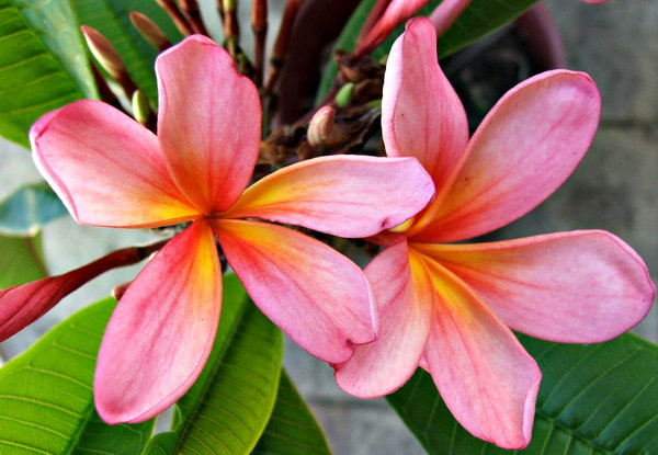 frangipani pink6