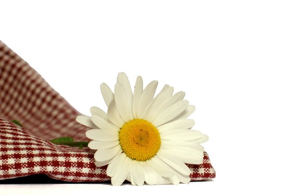 Margerit and chequered tablecl: White Margerit and red chequered tablecloth