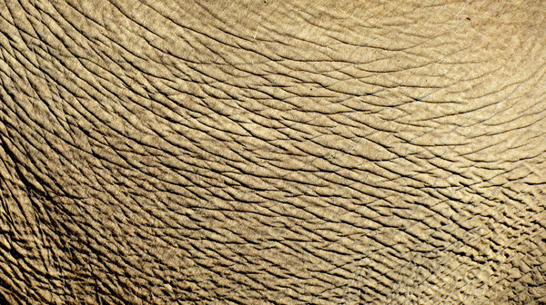 wrinkled1: abstract backgrounds, textures, patterns, geometric patterns, shapes and perspectives from elephant's hide