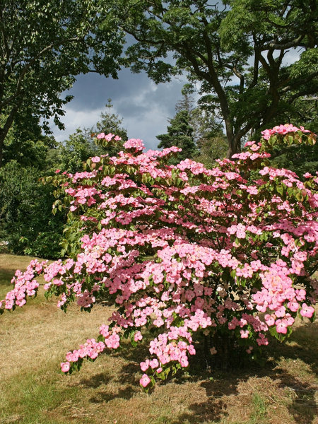Pink shrub