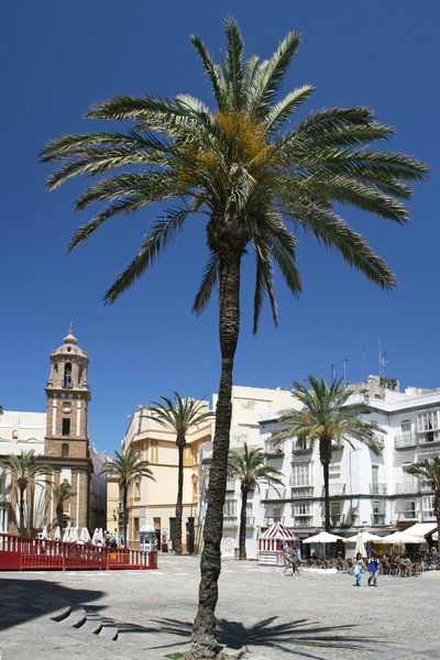 Palms in Cadiz