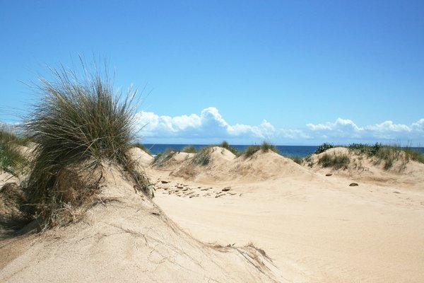 Sand dunes: Marram grass on coastal sand dunes in Spain.