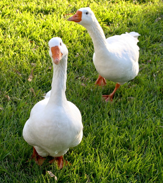 Two Male Pilgrim Geese