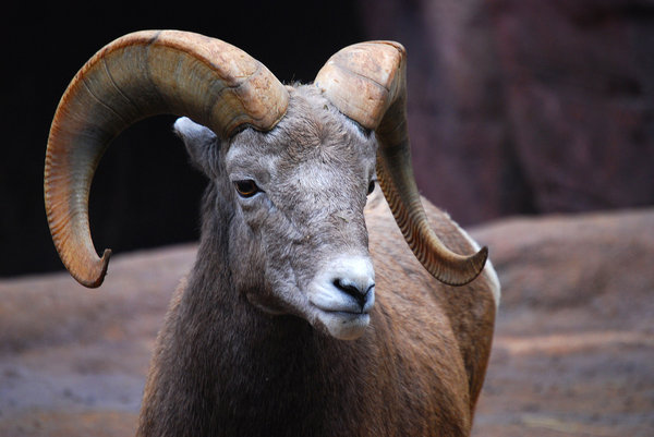 Bighorn sheep: Bighorn sheep spotted in Burger's Zoo Netherlands