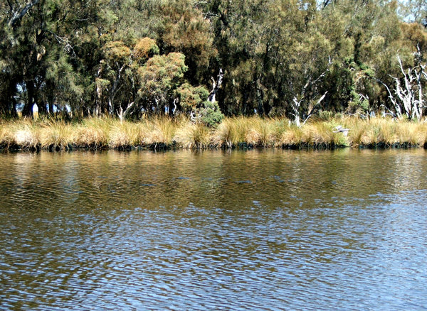 tranquil bush lake