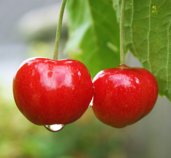 Cherries: Cherries