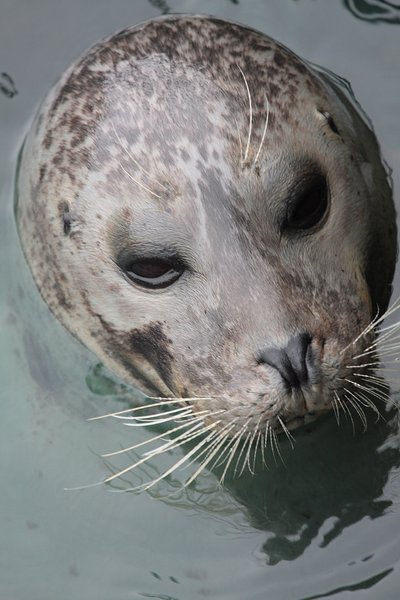 Seal portraits: Seal portraits