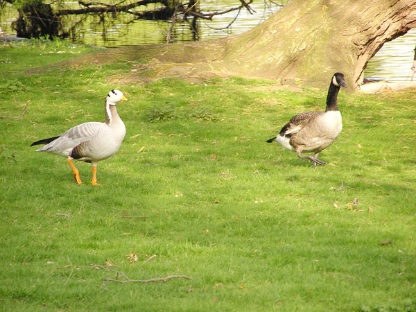 Geese on a walk