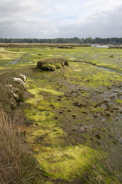 Estuary mudflats