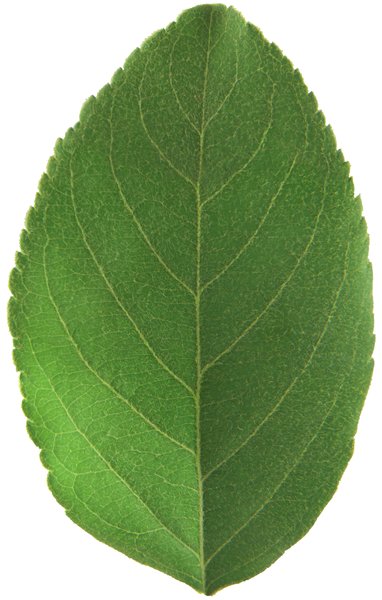Apple Leaf: no description