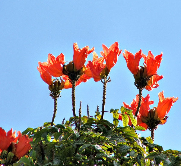red winged blooms above