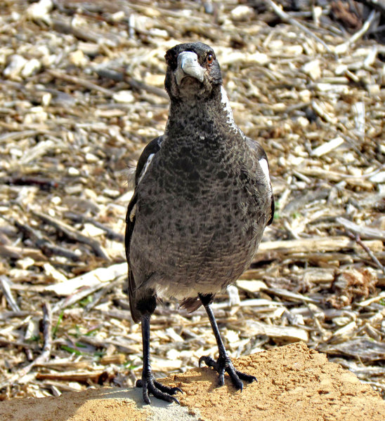 adolescent Aussie magpie1: alert and watchful adolescent Australian magpie