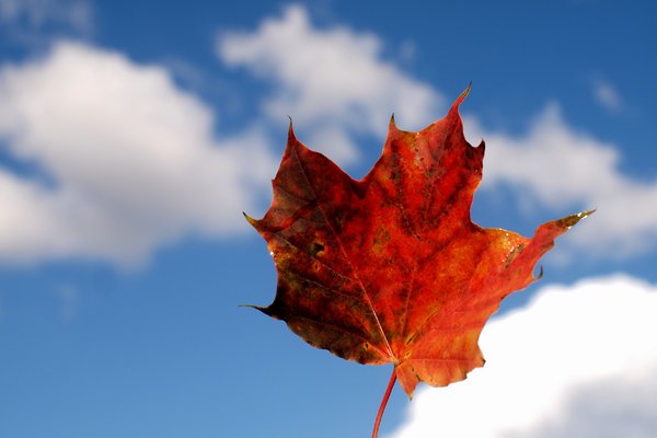 Autumn Leaf against blue sky