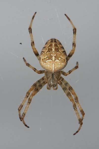 Anterior spider 1
