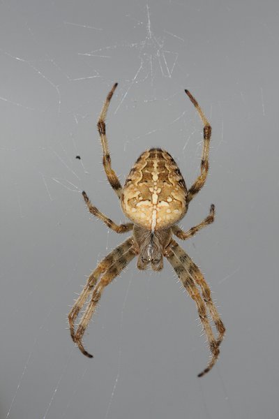 Anterior spider 2