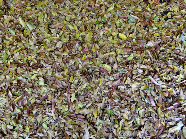 wet autumn garden carpet1