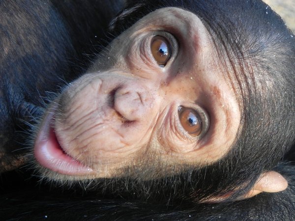 chimpansees in Zambia: 