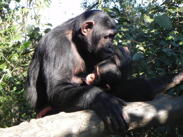chimpanzees in zambia