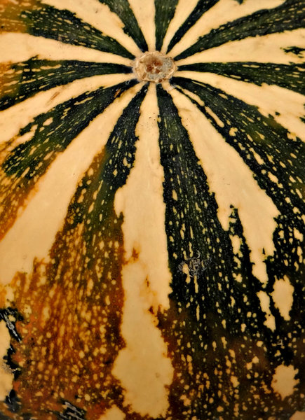 pumpkin patterns2