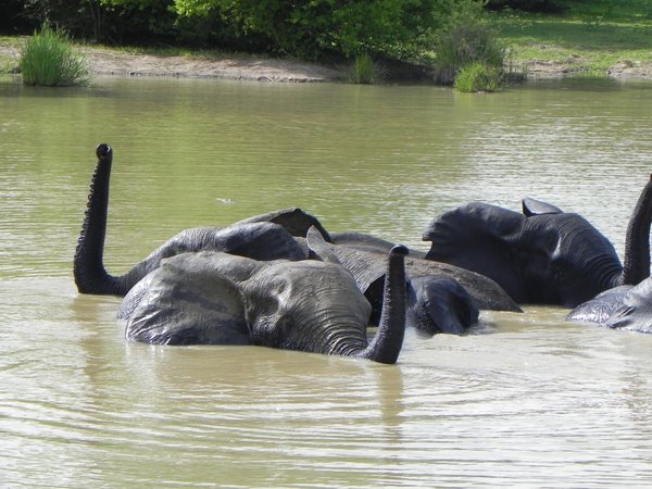 elephants bathing: photo taken in Ghana