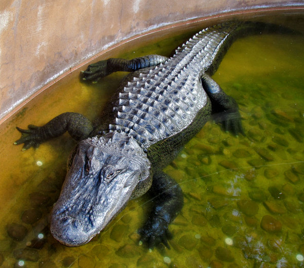 crocodile squint3