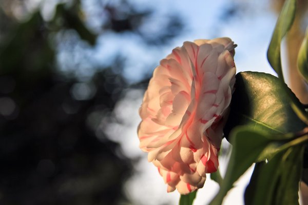 Sunlit Camellia