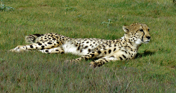 relaxing cheetahs2