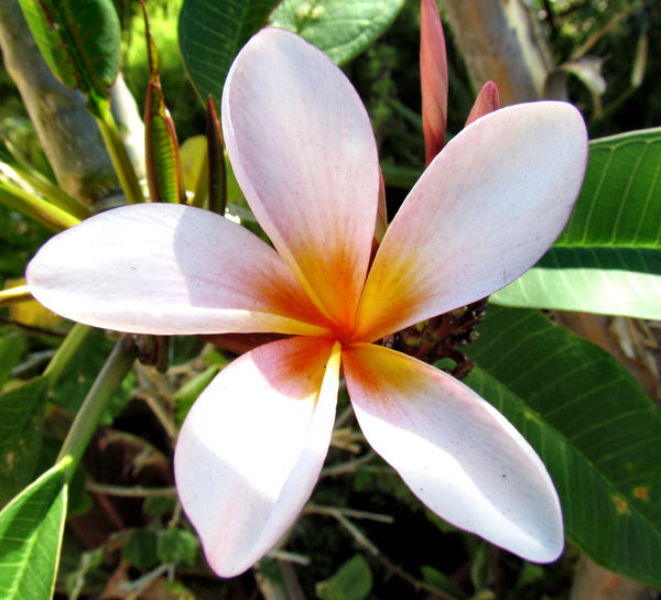 frangipani colour5