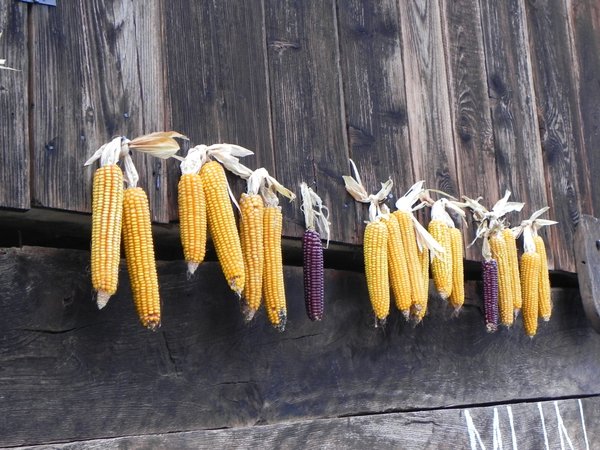 hanging corn