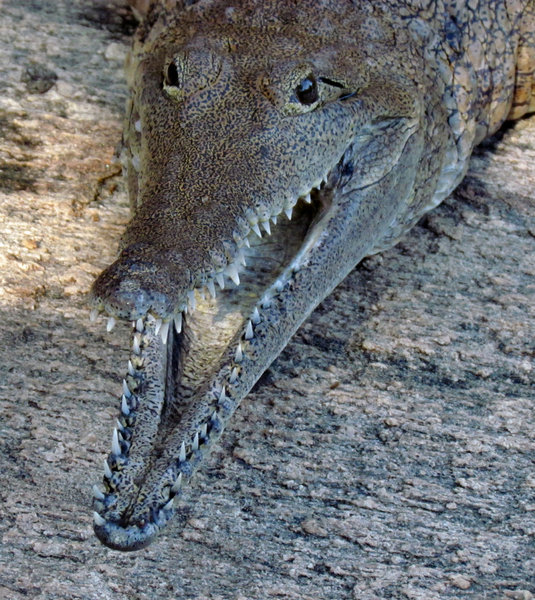 never smile at a crocodile3