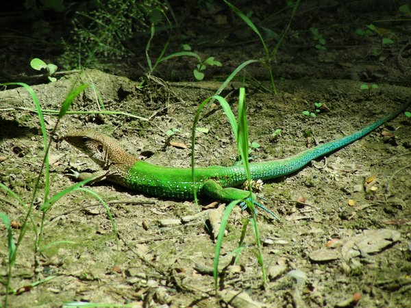 south american lizzard