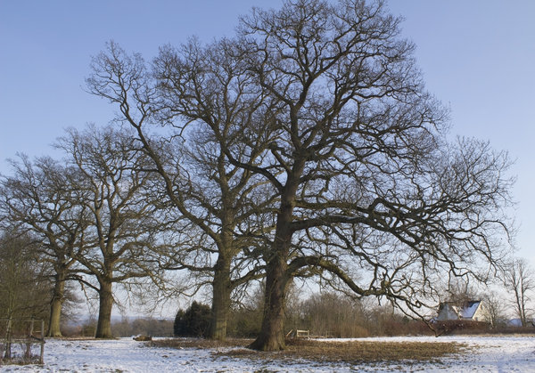 Sussex winter landscape