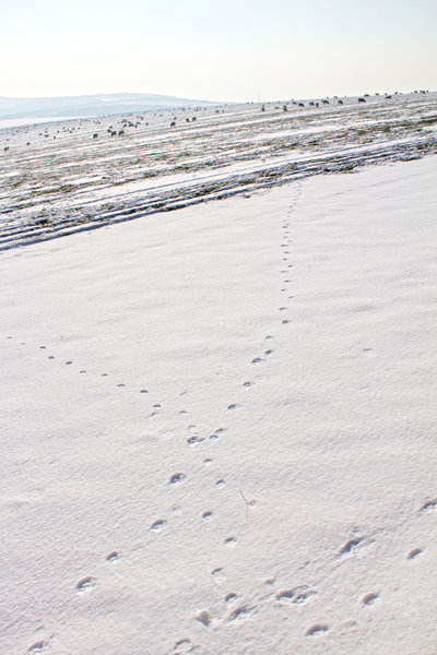 Sheep, footprints and snow