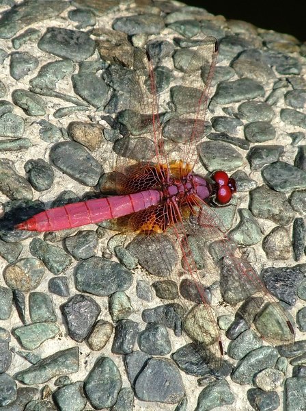 Tropical Dragonfly