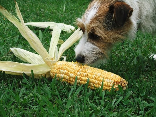 Dog and Corn