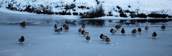 frozen river with ducks 3