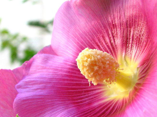 Hibiscus_1: This an Iranian hibiscus flower. The flower in the picture is in our garden.