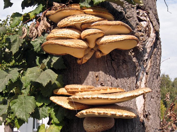 mushrooms on tree: mushrooms on tree