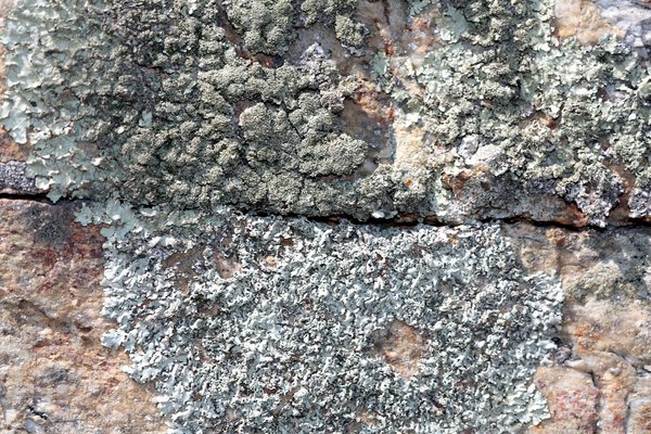 Rocks & lichens 2