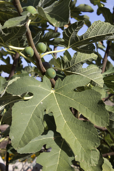 Fig leaves and fruit