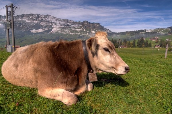 Swiss cow - HDR