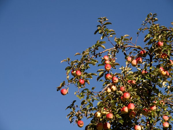 Apples and blue sky