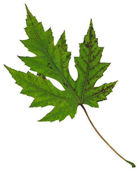 Leaf 6