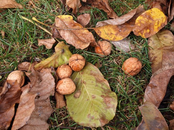 walnuts on the ground