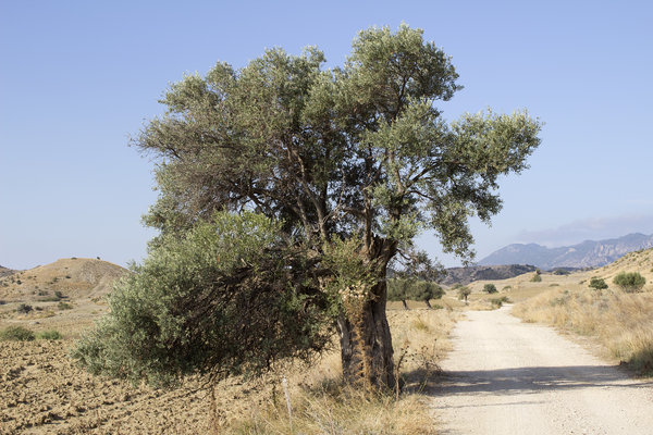 Cyprus olive trees
