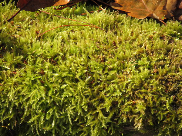 moss in sunlight