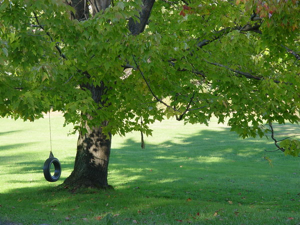 Tire Swing on Maple Tree